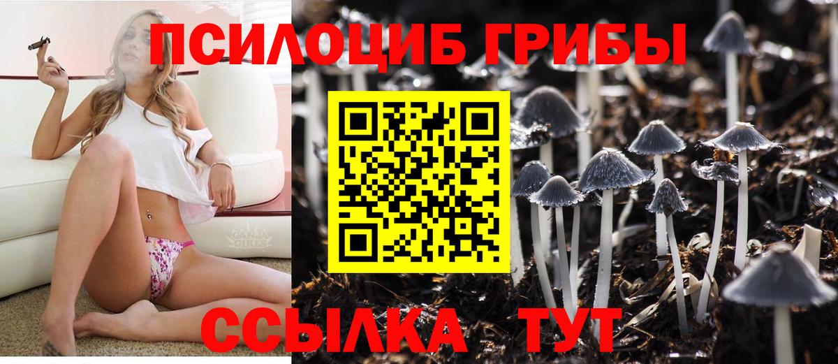 Славгород  Псилоцибиновые грибы Cubensis  Вход с VPN 